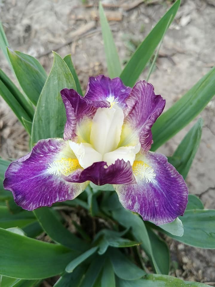Lot of 3 Yippy Skippy Standard Dwarf Bearded SDB Iris Free Shipping Now