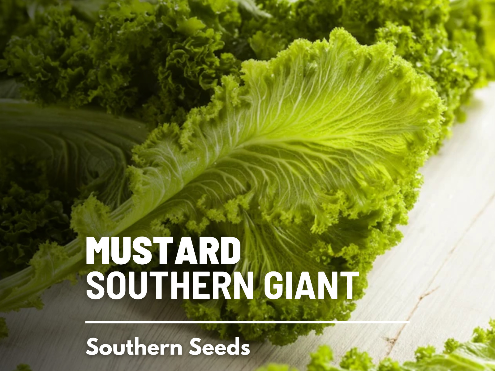 Mustard, Southern Giant – 250 Seeds – Sow Spring & Summer for Fall Harvest – Hei