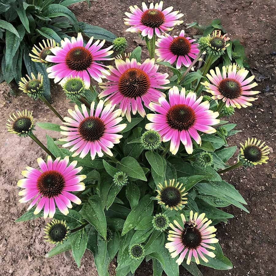 50 Pretty Parasols Coneflower Seeds Echinacea Perennial Seed Flowers US SELLER
