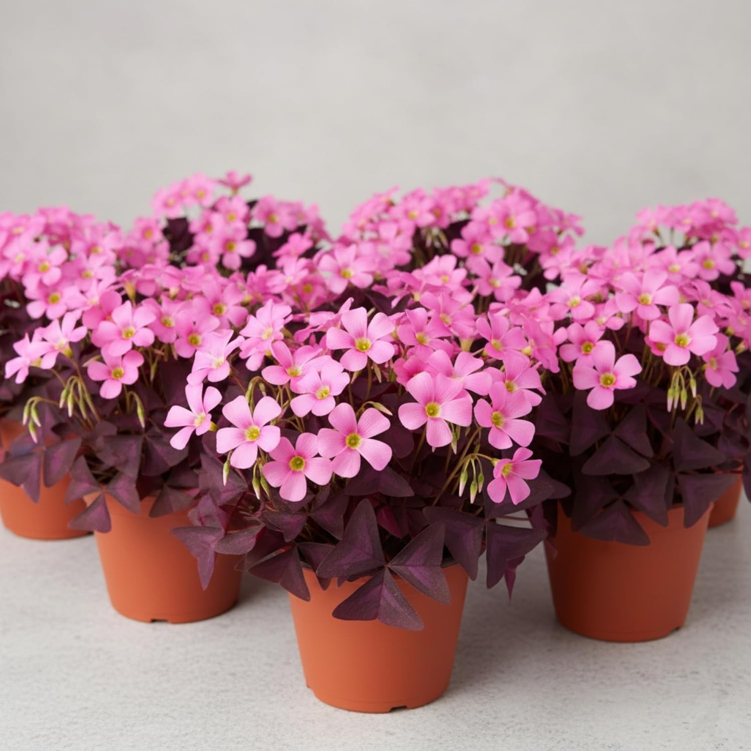 12 Purple Shamrock Bulbs Oxalis Triangularis Indoor Outdoor Plant