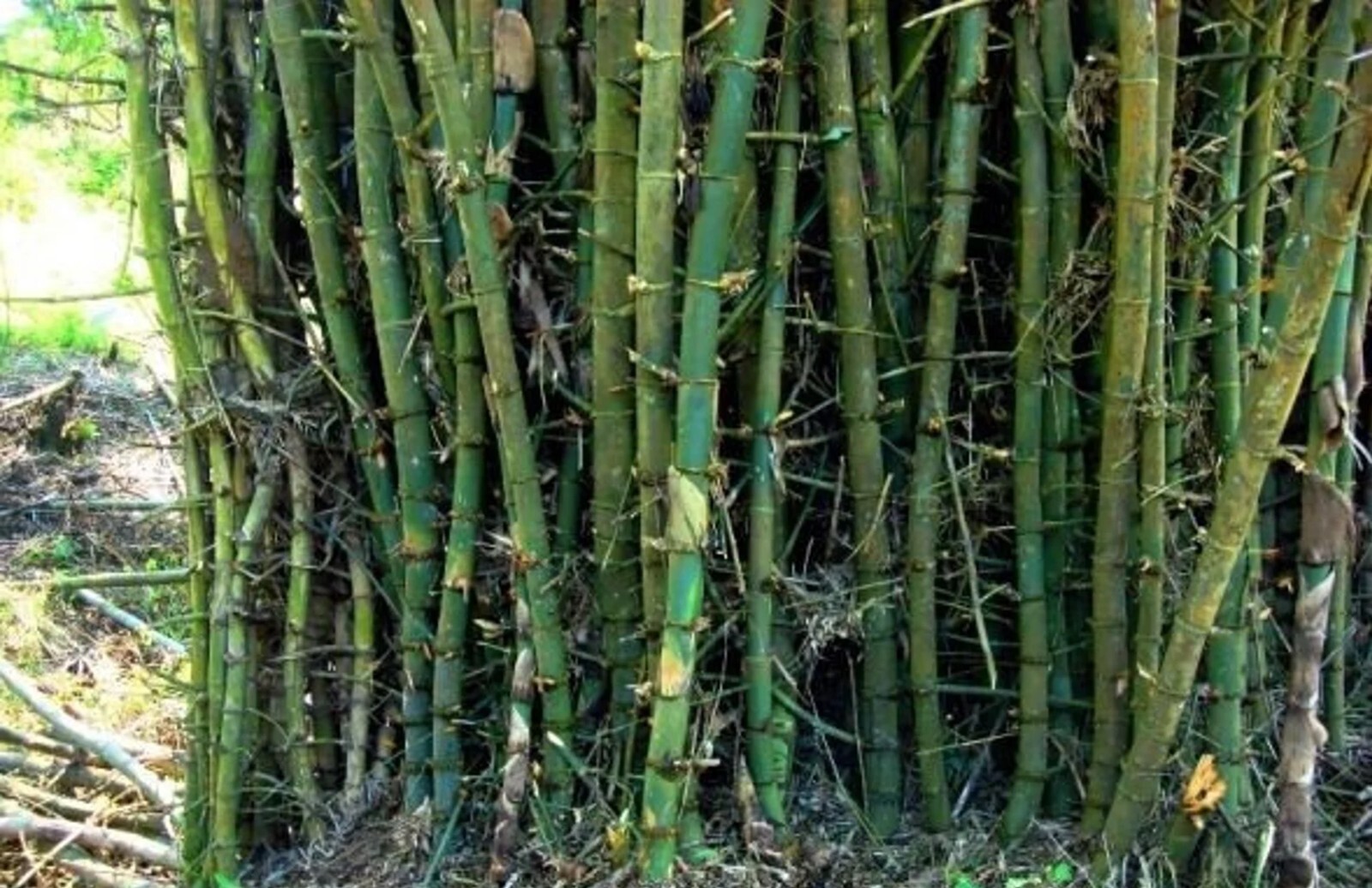 100 Giant Indian Bamboo Seeds Perennial Seed Ornamental Privacy Shoots US SELLER