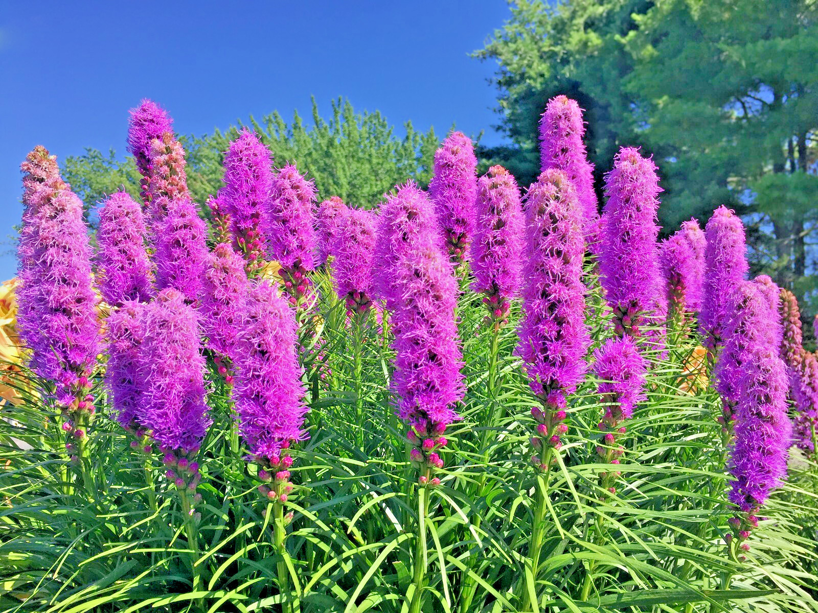 purple Liatris spicata 102 seeds, blazing star, gayfeather. no GMO. grown in USA