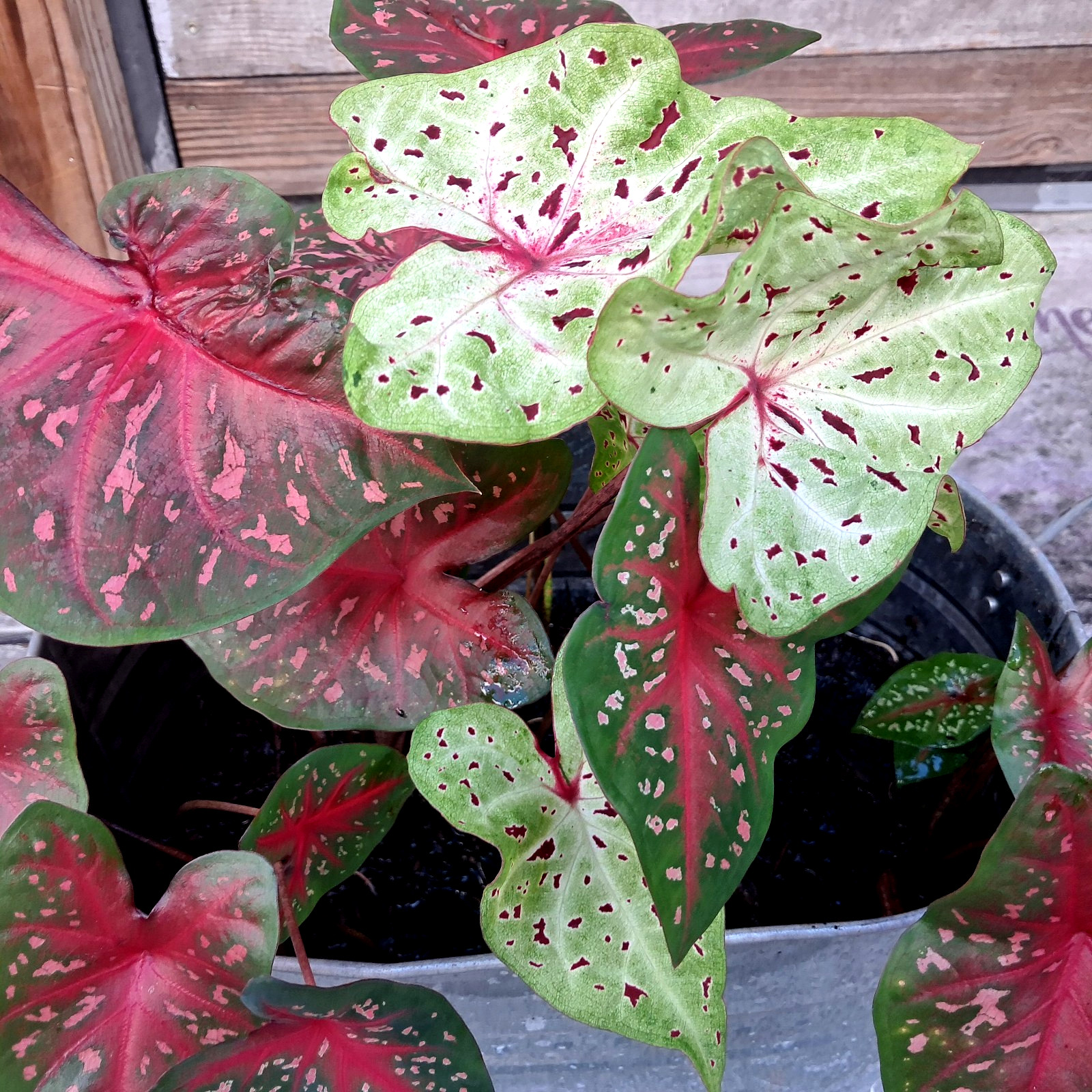 Caladium Bulbs for Planting , Mix 24 Bulbs Multi Colors from Florida