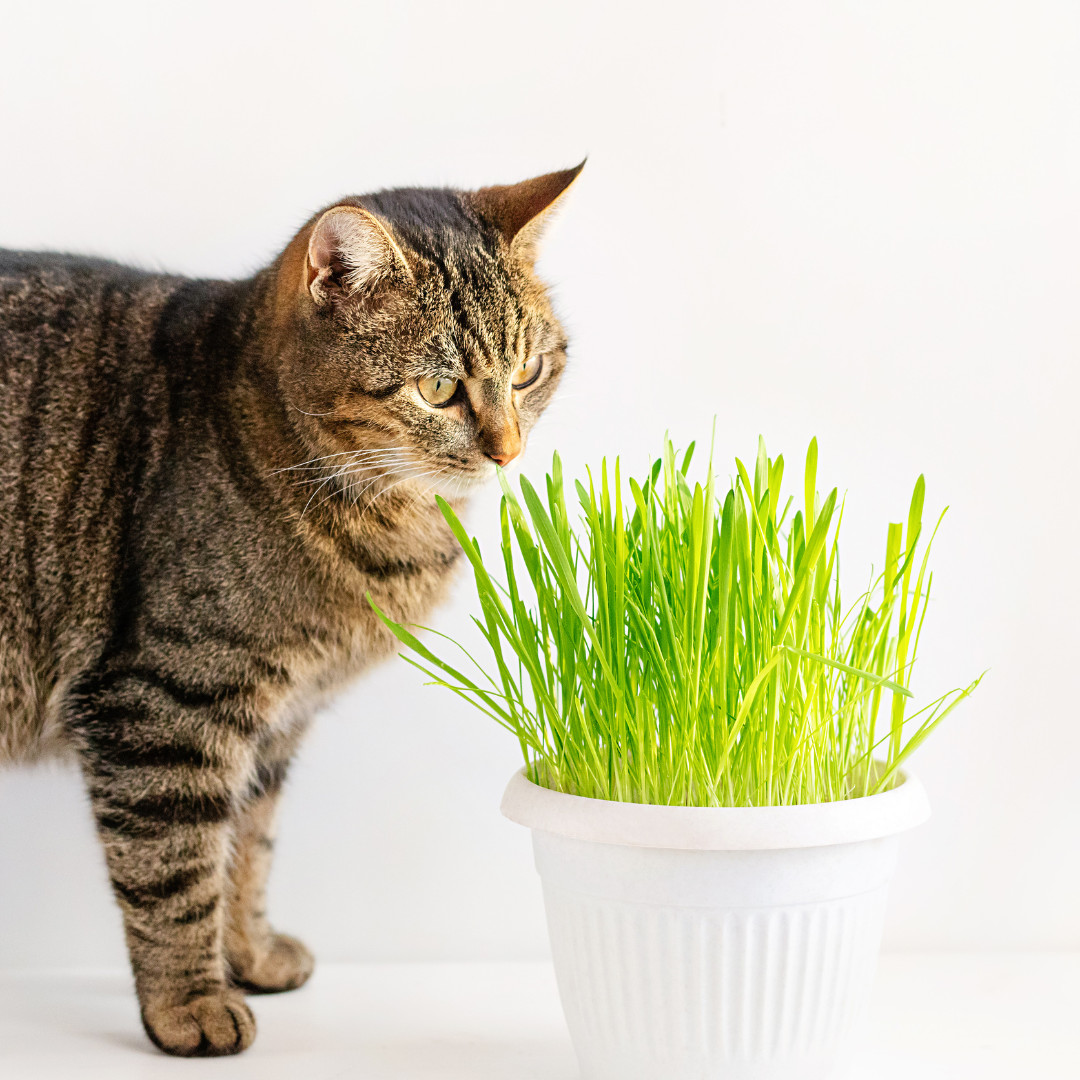 Fresh Cat Grass Seeds | Wheatgrass | Cats | Health | Heirloom Non-GMO | Pets
