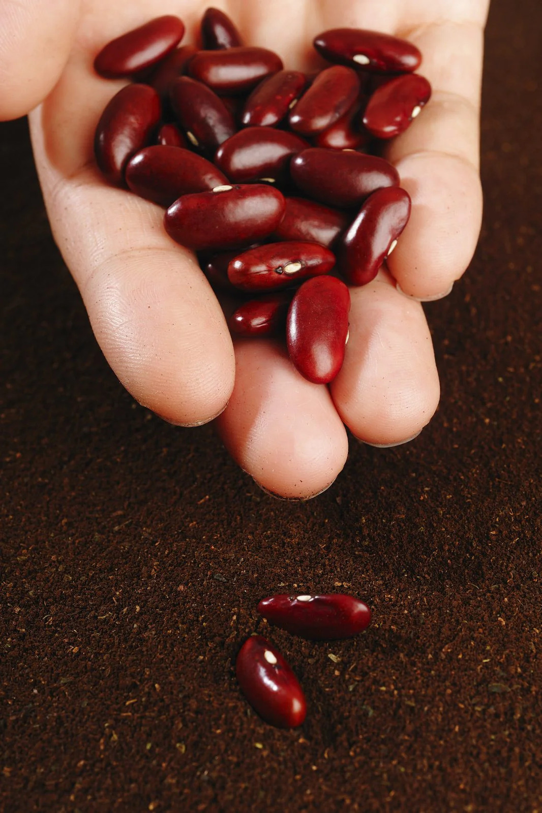 Dark Red Kidney Bean Seeds | For Planting Bush Chili Beans Vegetable Seed 2024