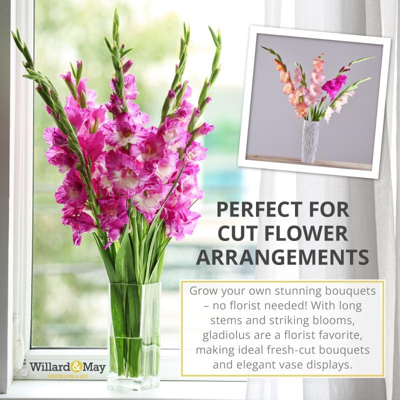 Grower Special Mix Gladiolus Flower Bulbs – 100 Bulbs Assorted Colors – Make Gre