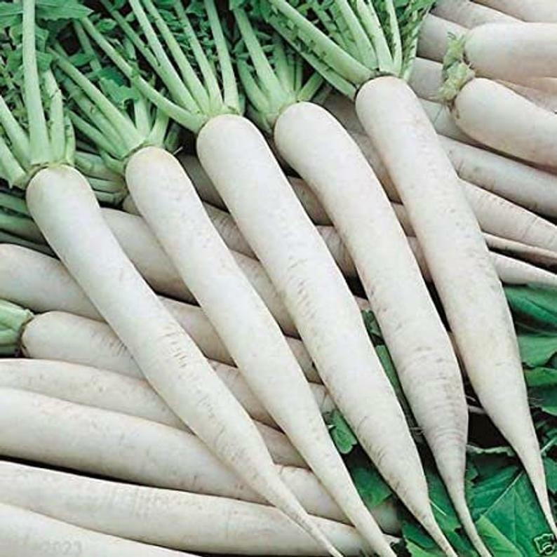 White Icicle Radish Seeds 200 Ct WHITE ICE Vegetable Garden Heirloom NON-GMO USA