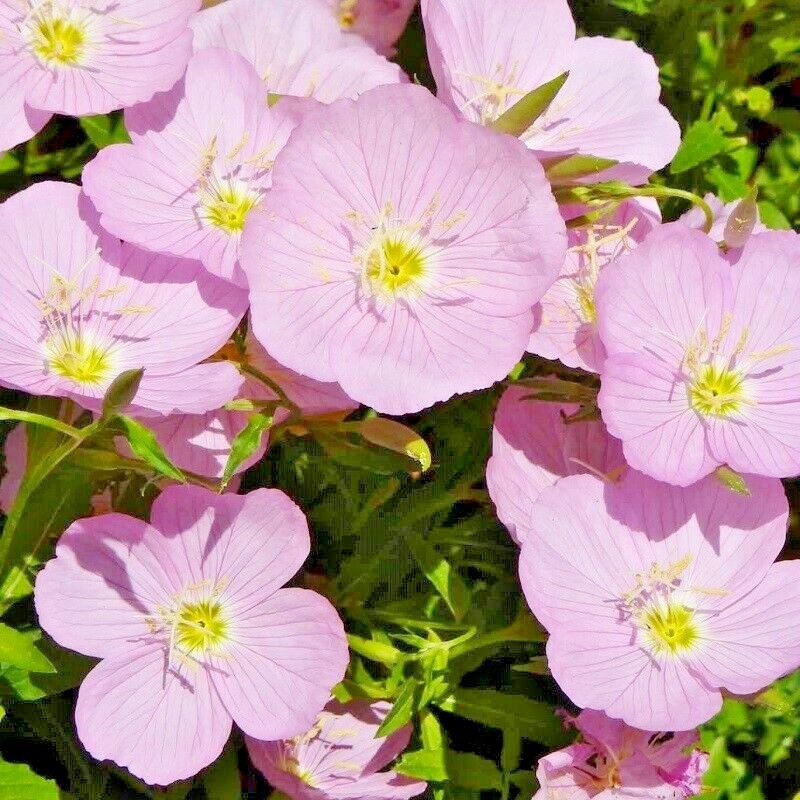 501+SHOWY Mexican EVENING PRIMROSE Seeds Groundcover Container Flower Garden