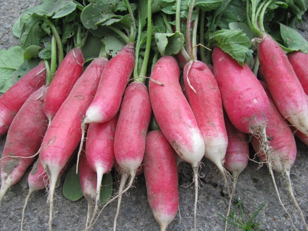 Radish China Rose Sprouting Microgreen Great Heirloom Vegetable 1 Oz Seeds
