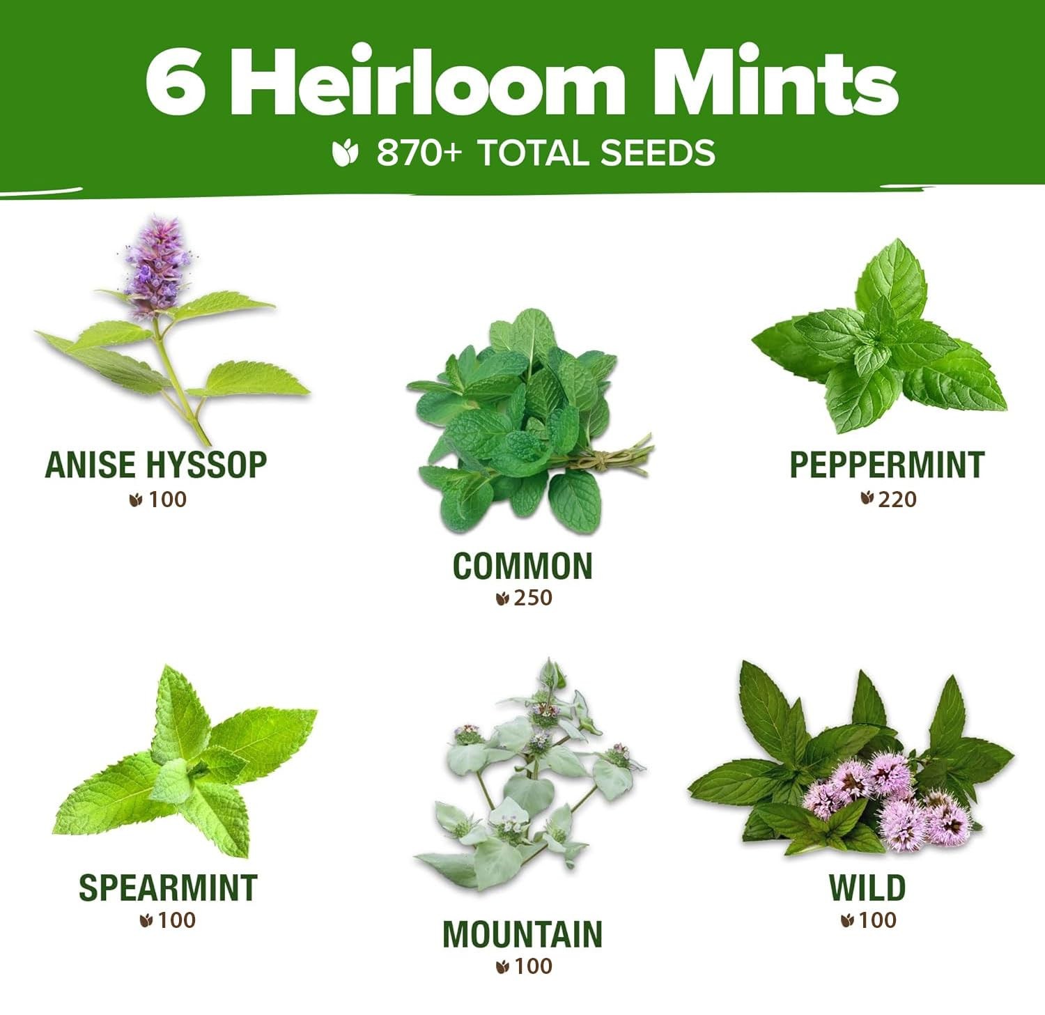 HOME GROWN Mint Seeds Variety Pack – 870+ Heirloom Non-GMO USA Peppermint, Sp…