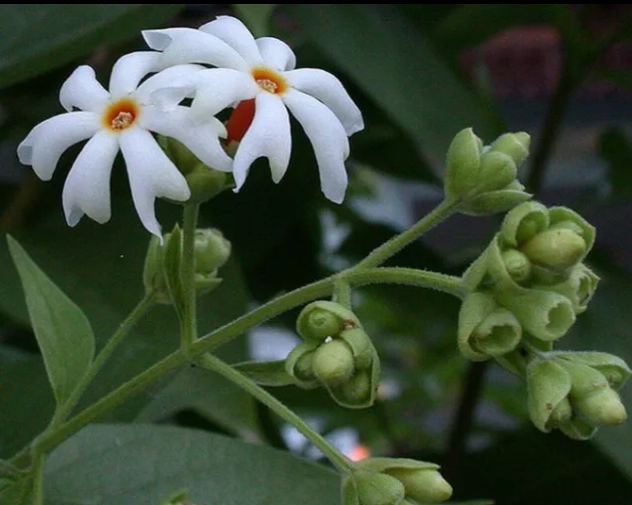 Nyctanthes arbor-tristis | Night-flowering Coral Jasmine | Parijat | 5_Seeds
