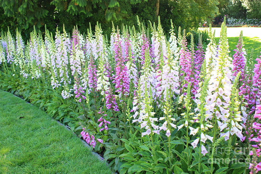 2501+FOXGLOVE MIX Seeds Wildflower Shade Garden Patio Container Cut Flowers Easy