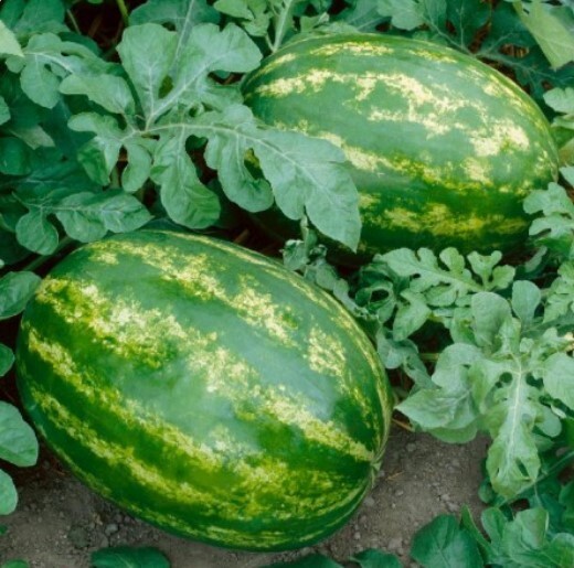 All Sweet Watermelon Seeds | Picnic – Jubilee | Non-GMO | Free Shipping