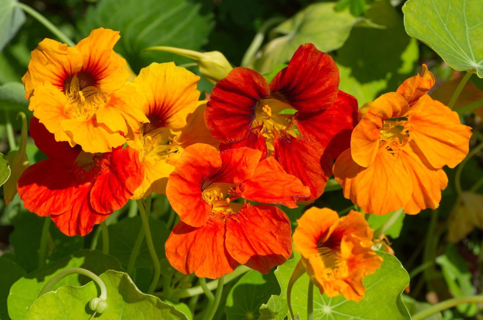 Jewel Mix Nasturtium Flower Seeds | Heirloom | Non-GMO | Fresh Garden Seeds