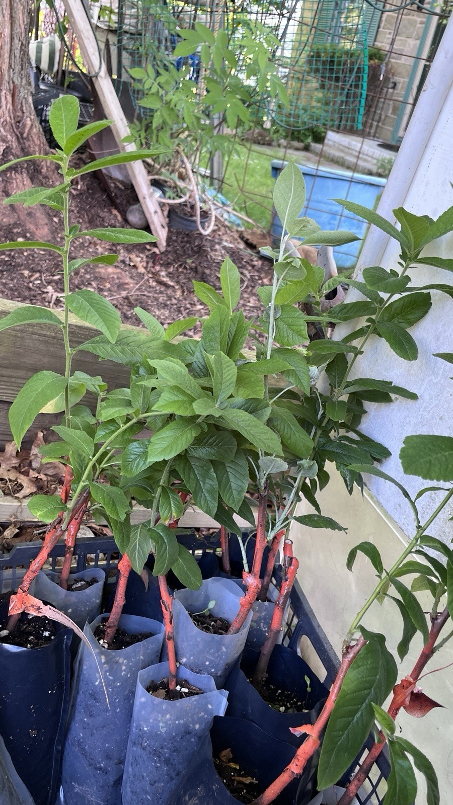 Breda Giant Medlar tree, Mespilus germanica, grafted 1 year old plant 1-2 ft.
