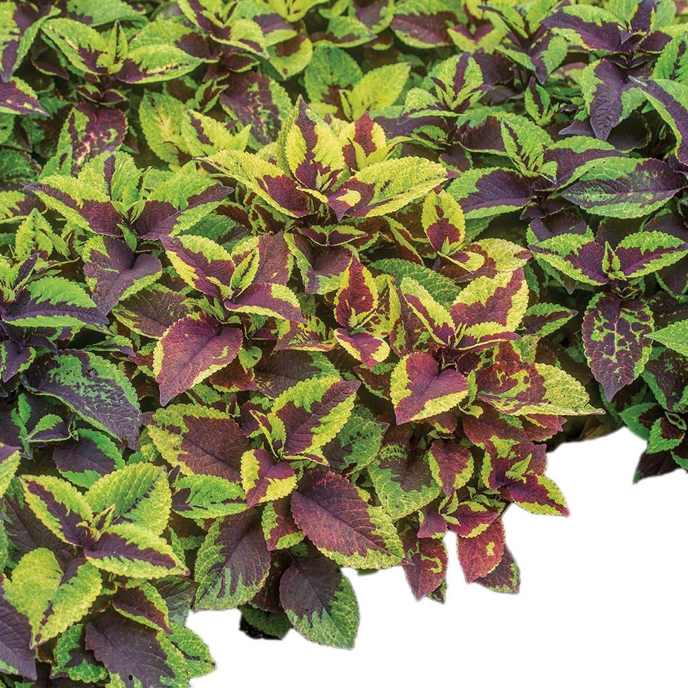 Pineapple Surprise Coleus Seeds 25 Seeds