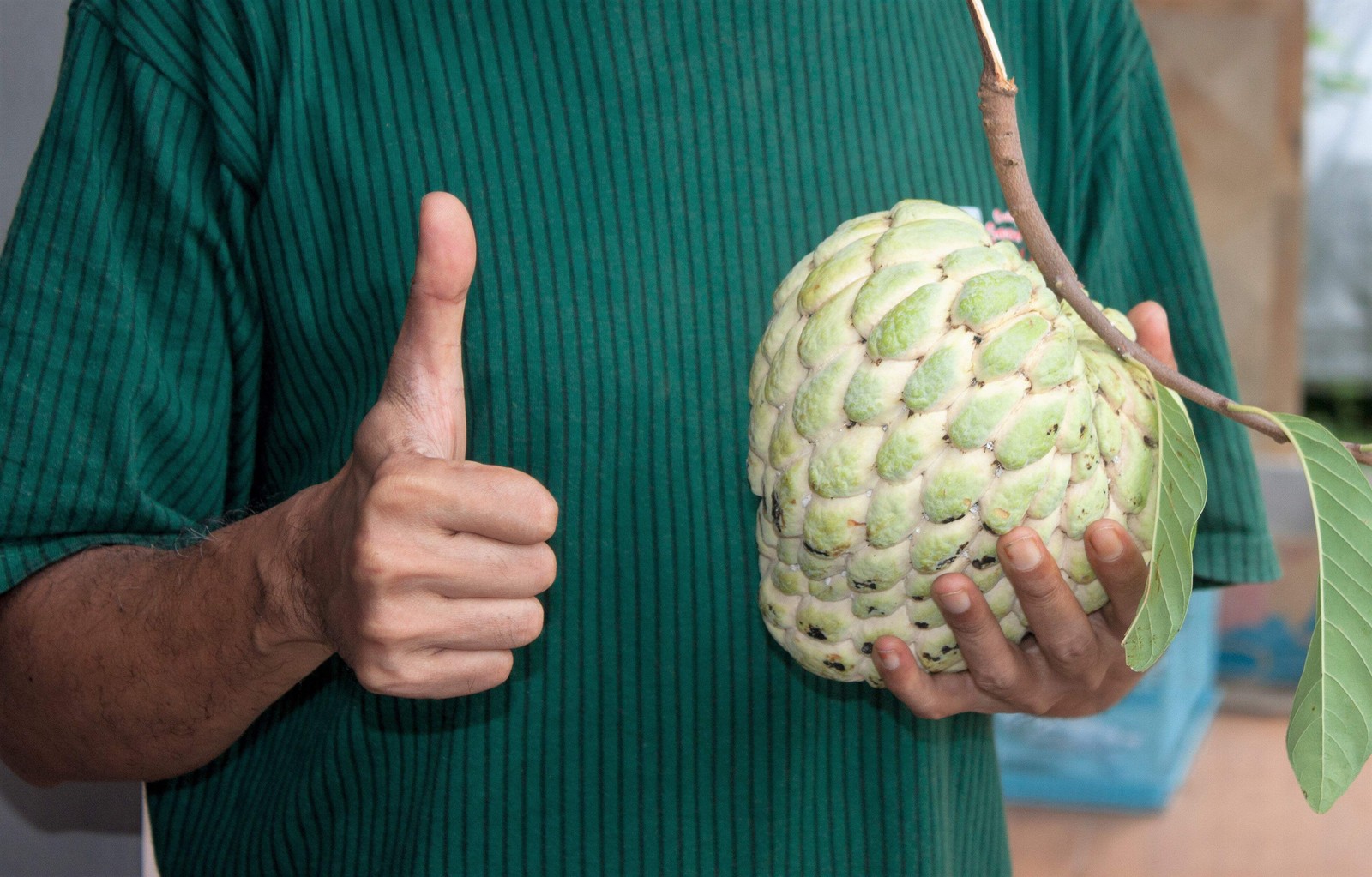 15 SUGAR APPLE Sweetsop Custard Apple Annona Squamosa Sweet Delicious Edible Fru