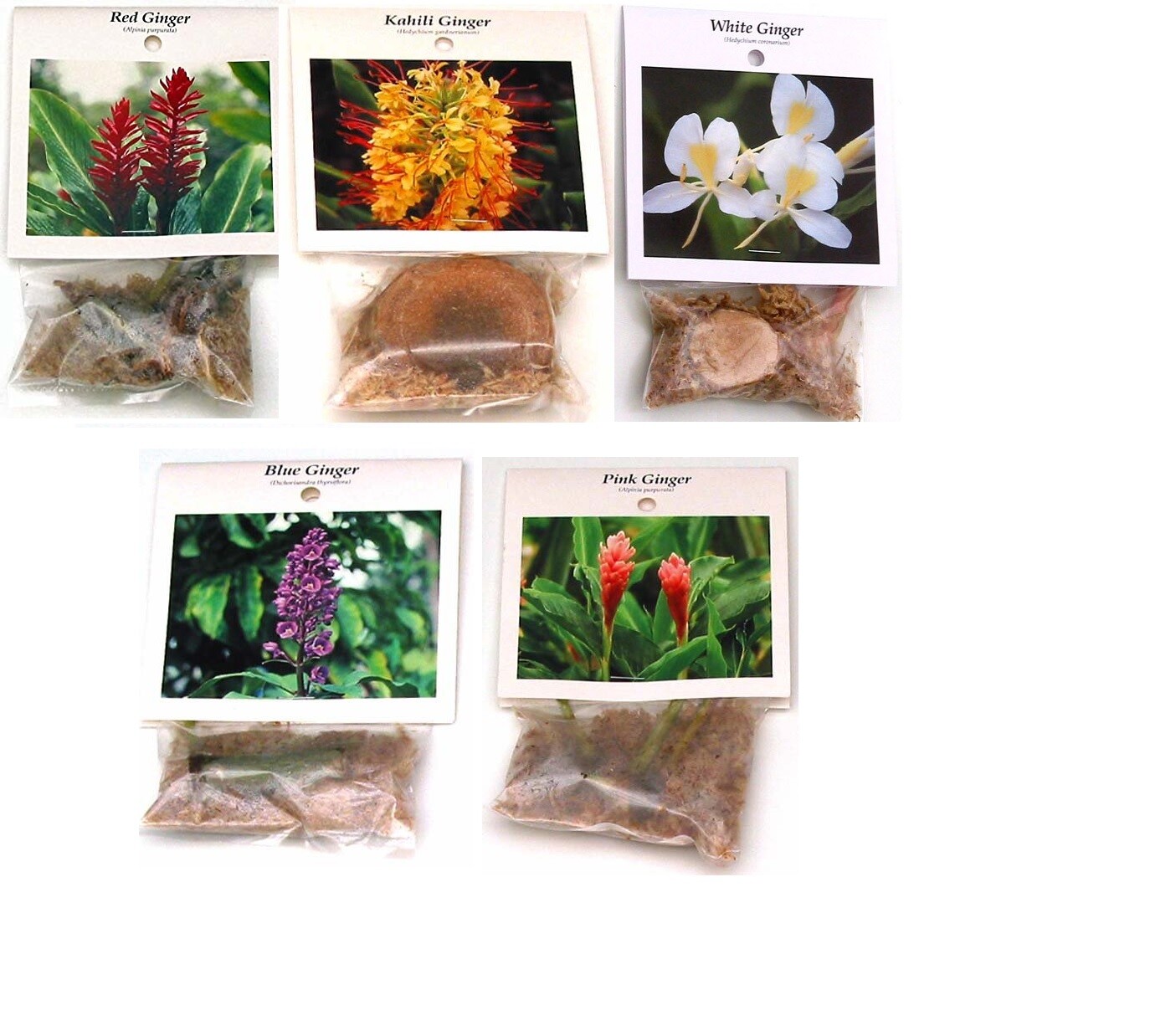 5 pk Hawaiian Tropical Ginger Plant Roots – Red, Blue, White, Yellow and Pink