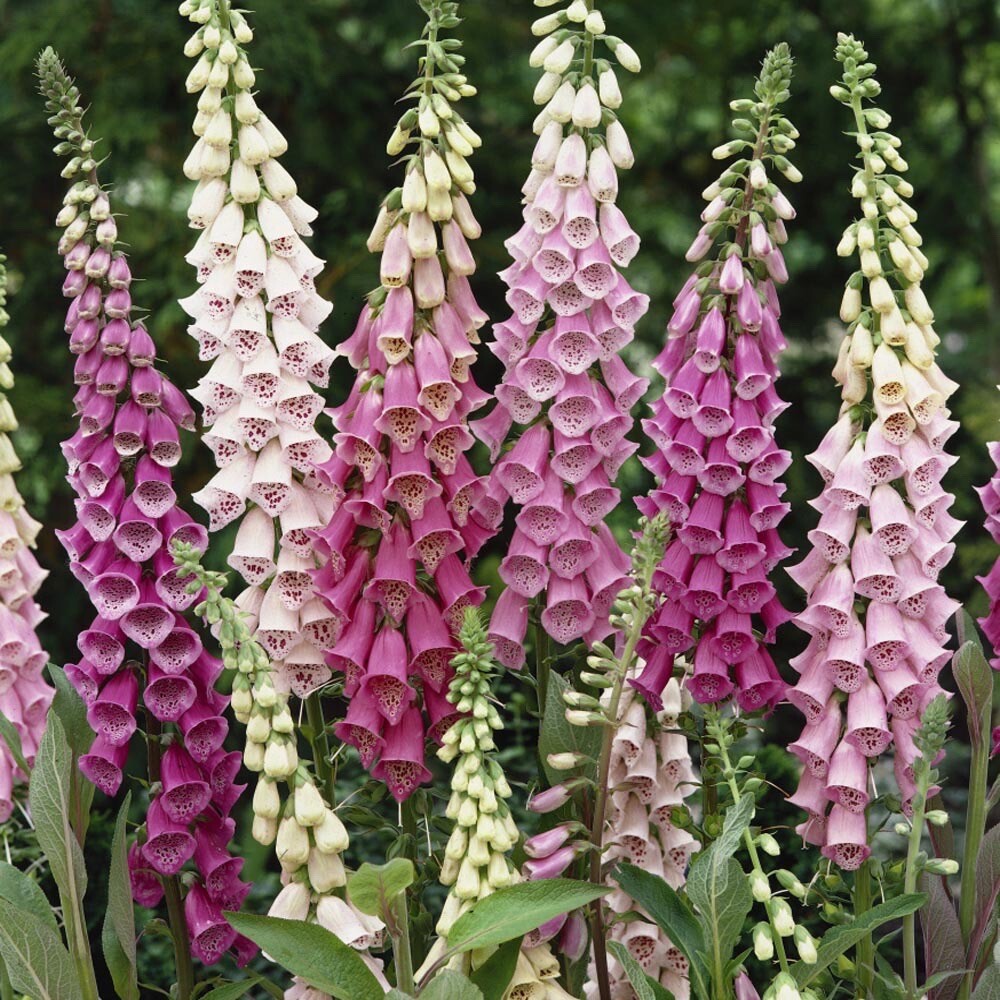 1000+ SEEDS Foxglove Mixed Colors | Biennial Flower