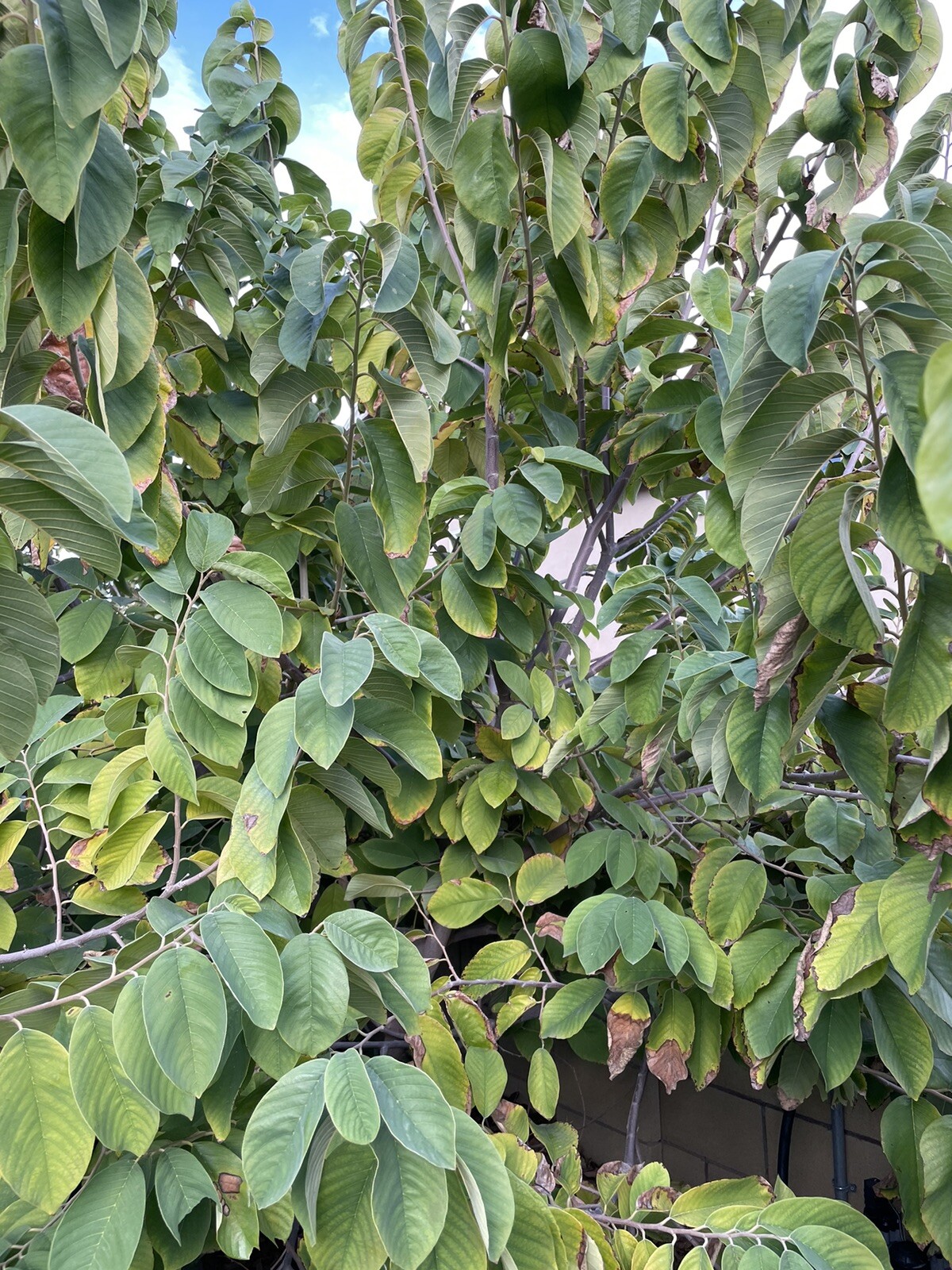 Vietnamese Cherimoya , 5 Cuttings, 6 to 8 Inches + FREE Shipping