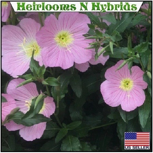 Showy Evening Pink Primrose Seeds Oenothera Speciosa 5,000 – 20,000 Seeds