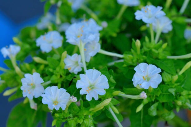 50 Multi Color 4 O’Clock Seeds, Non-GMO, Pollinator, FREE SHIPPING