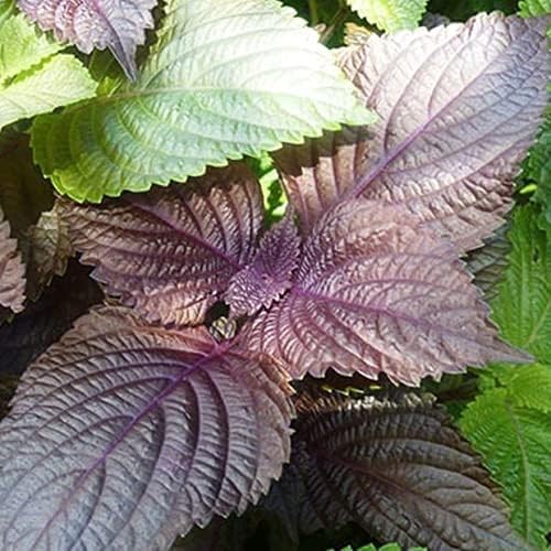 1500 Vietnamese Perilla Seeds for Home Gardens | Shiso Tía Tô & Purple Mint