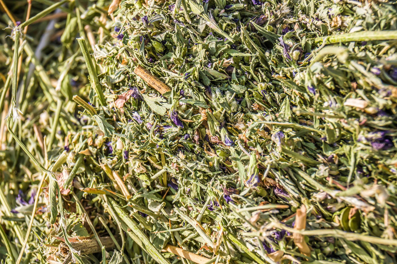 100 CIMARRON ALFALFA Medicago Sativa Ground Cover Forage Purple Flower Seeds