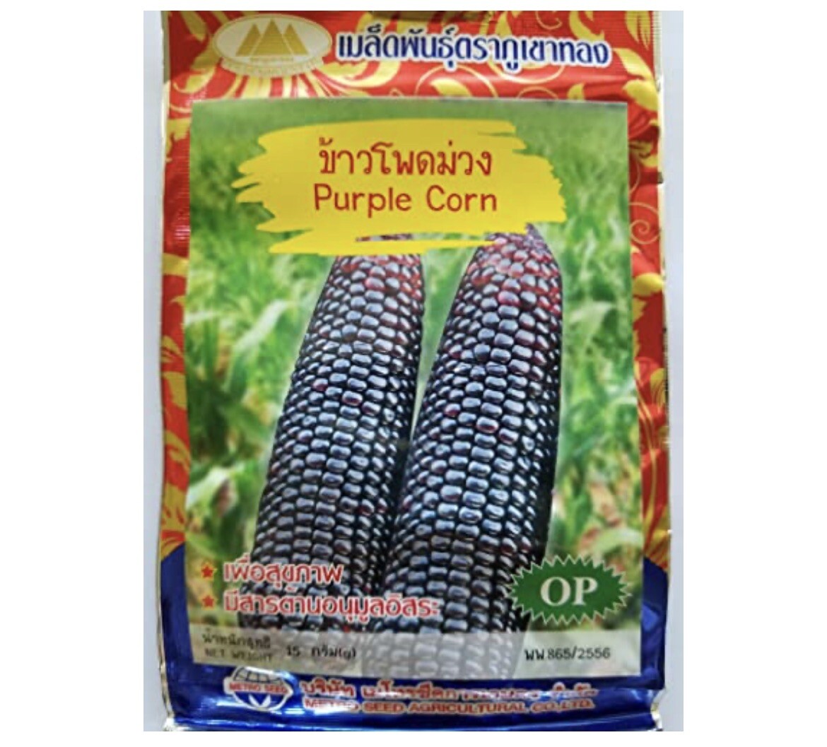 Purple Waxy Sticky Rice Corn Seeds Hạt Bắp Nếp Trắng Tím 1oz-100 Seeds Us Seller