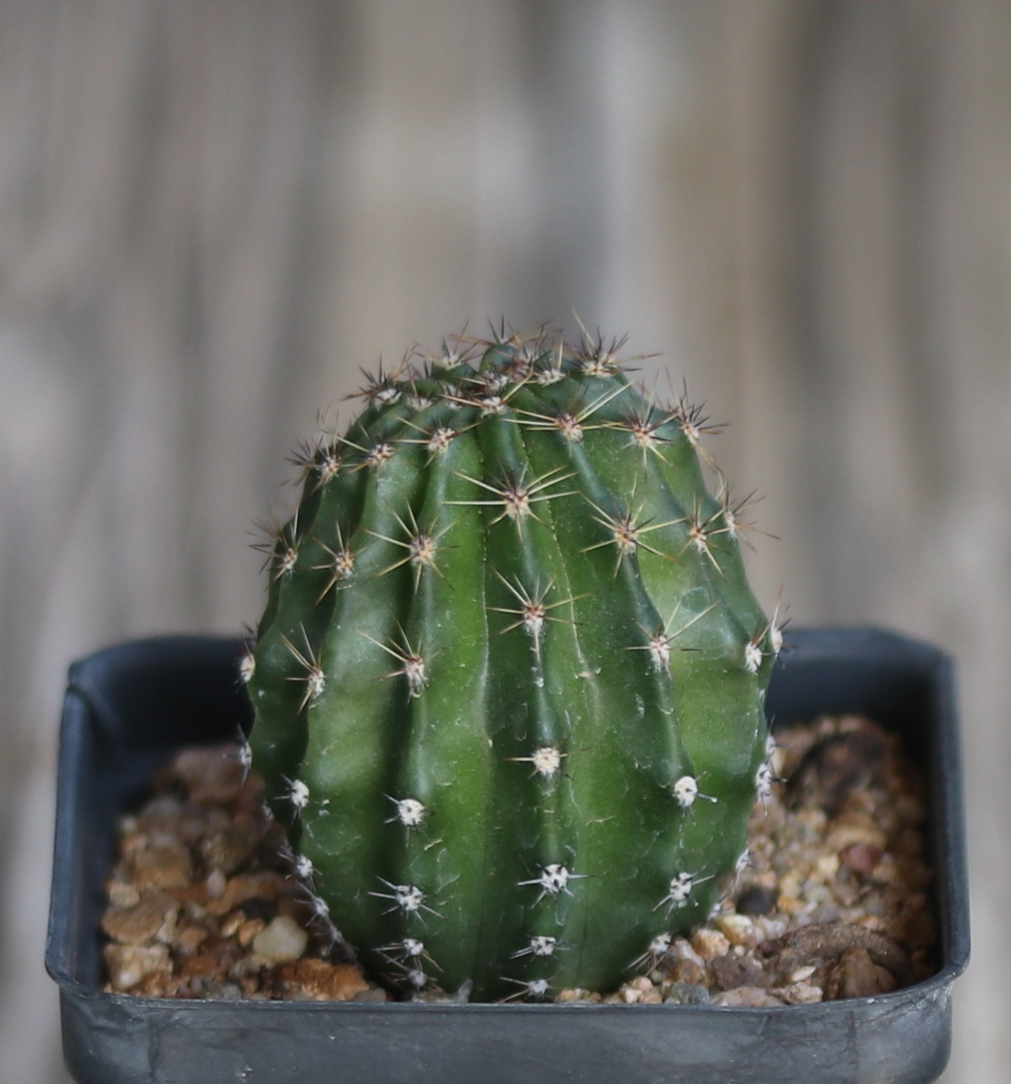 Echinopsis hybrid ‘Daunting’