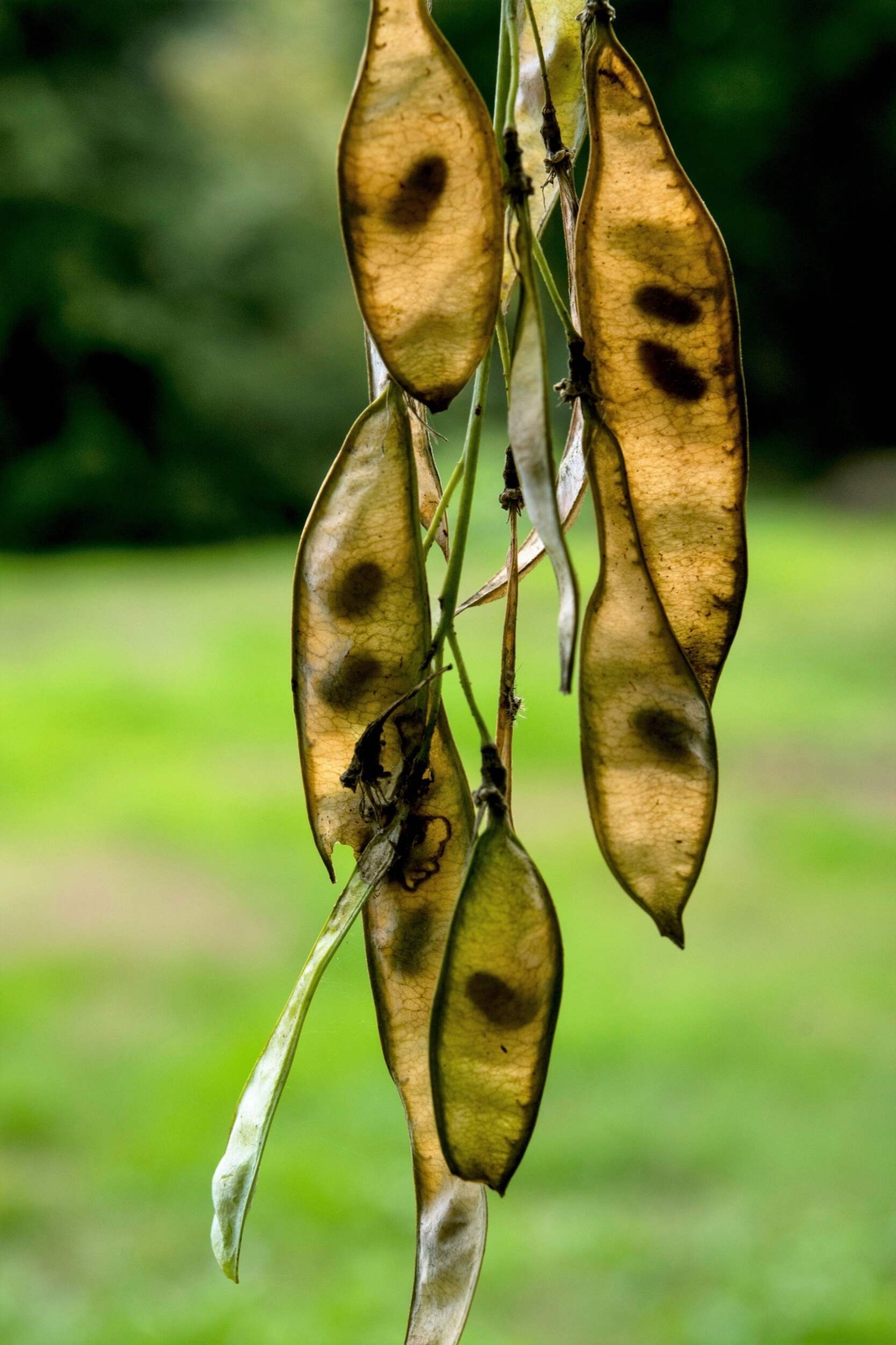 10 YELLOW ASH TREE Kentucky Yellowwood White Flr Cladrastis Lutea Kentukea Seeds