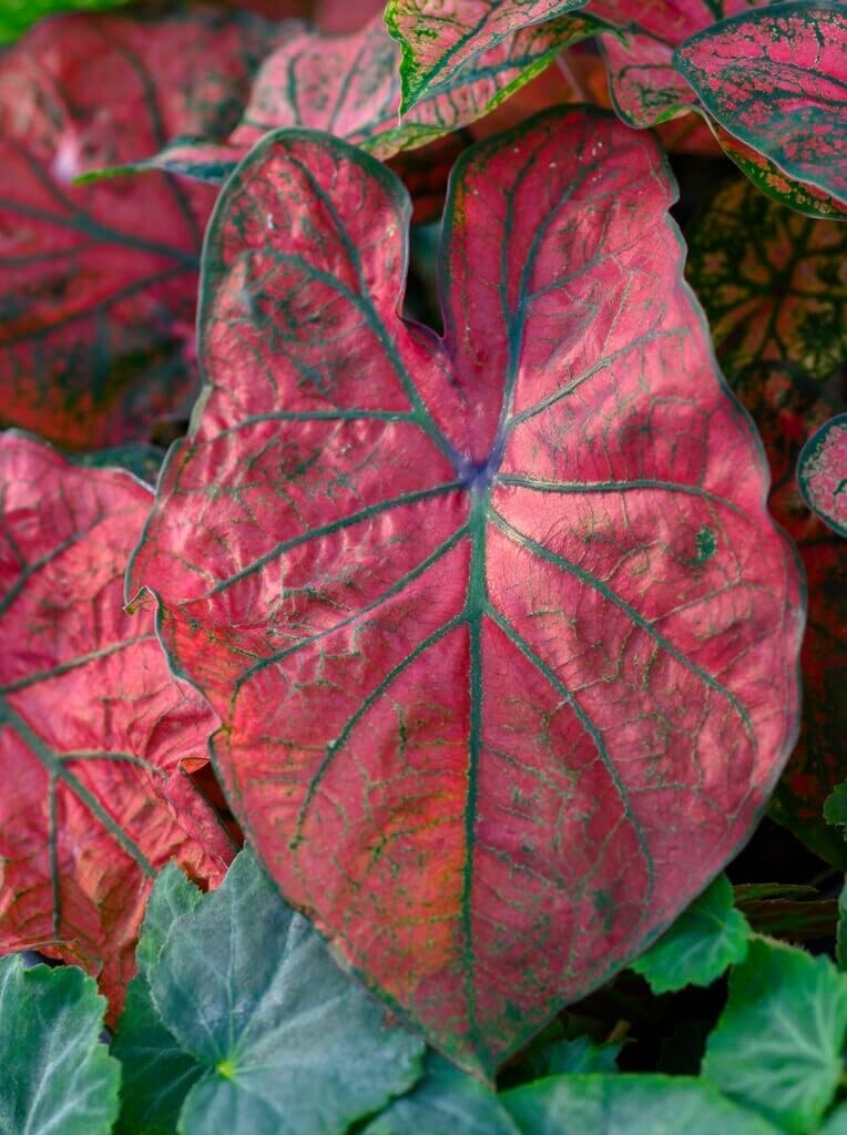 Festiva Caladium Bulbs for Planting – Hosta, Elephant Ears, Fancy (6 Bulbs)