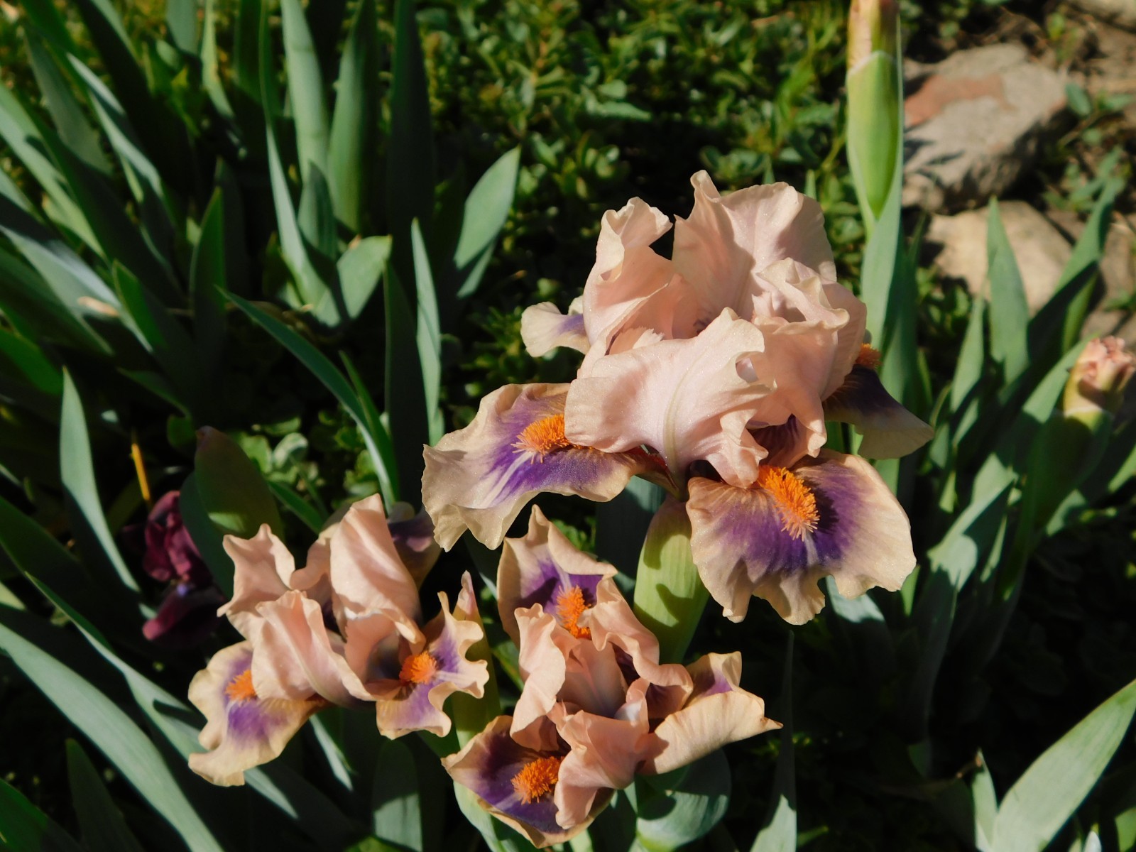 Standard Dwarf Bearded Iris GRAPE MOON LOT OF 2