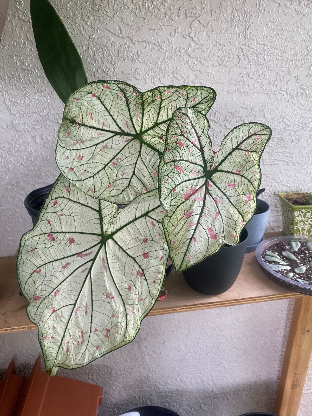 Cranberry Star Caladium (2 Bulbs)