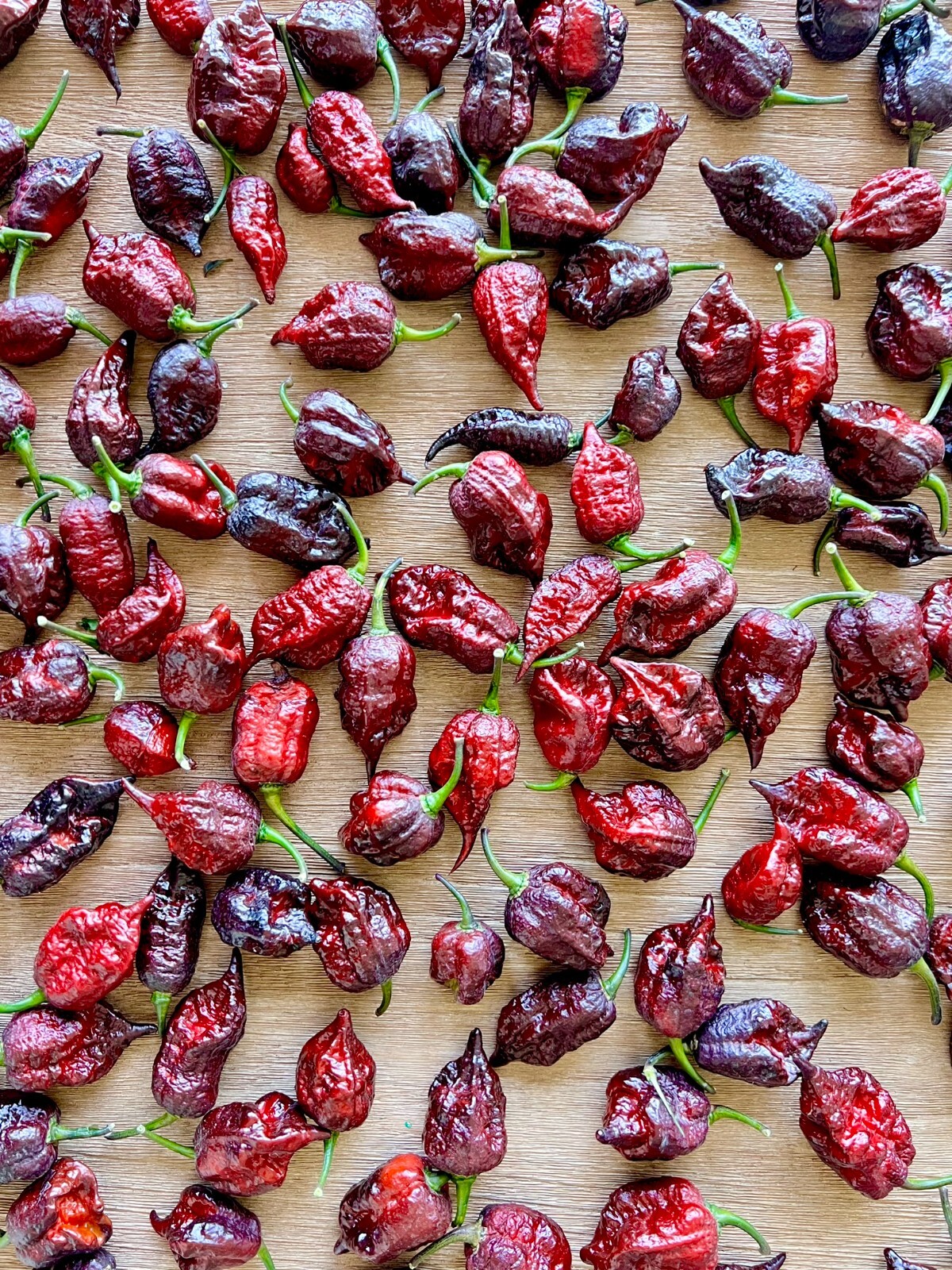 Moruga BlackJack Superhot Pepper Seeds – Non-GMO Organic Superhot Pepper