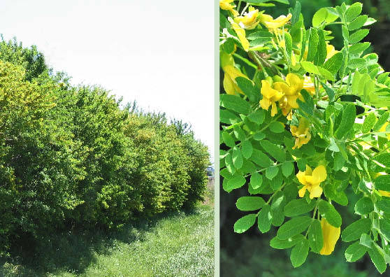 Siberian Pea Tree, Caragana arborescens, Seeds