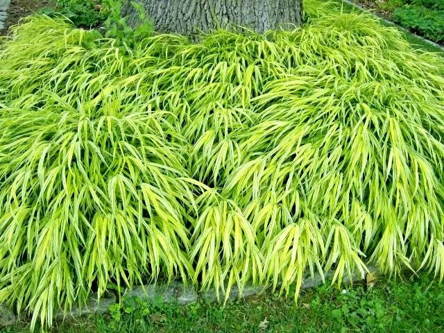 30 AUREOLA JAPANESE FOREST GRASS SEEDS – Hakonechloa macra Aureola