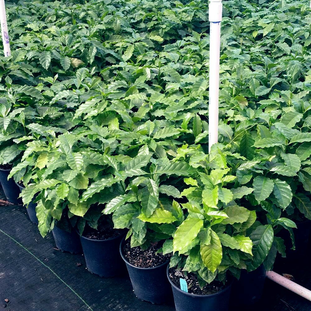 10 Coffea arabica Seeds Tropical EXOTIC Coffee Bean Indoor House Plant Tree RARE