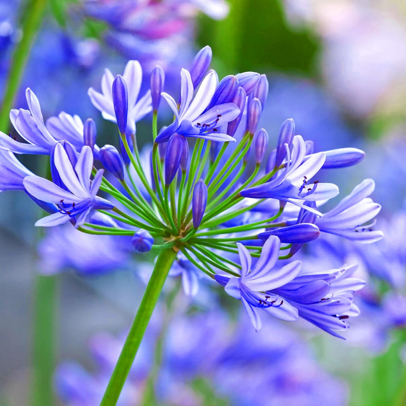 Blue Lily of the Nile Agapanthus Africanus Seeds Free Shipping!