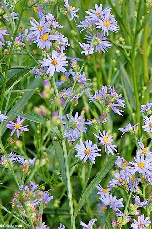 101+SMOOTH BLUE ASTER Seed Perennial Native Wildflower Summer Fall Flower Garden