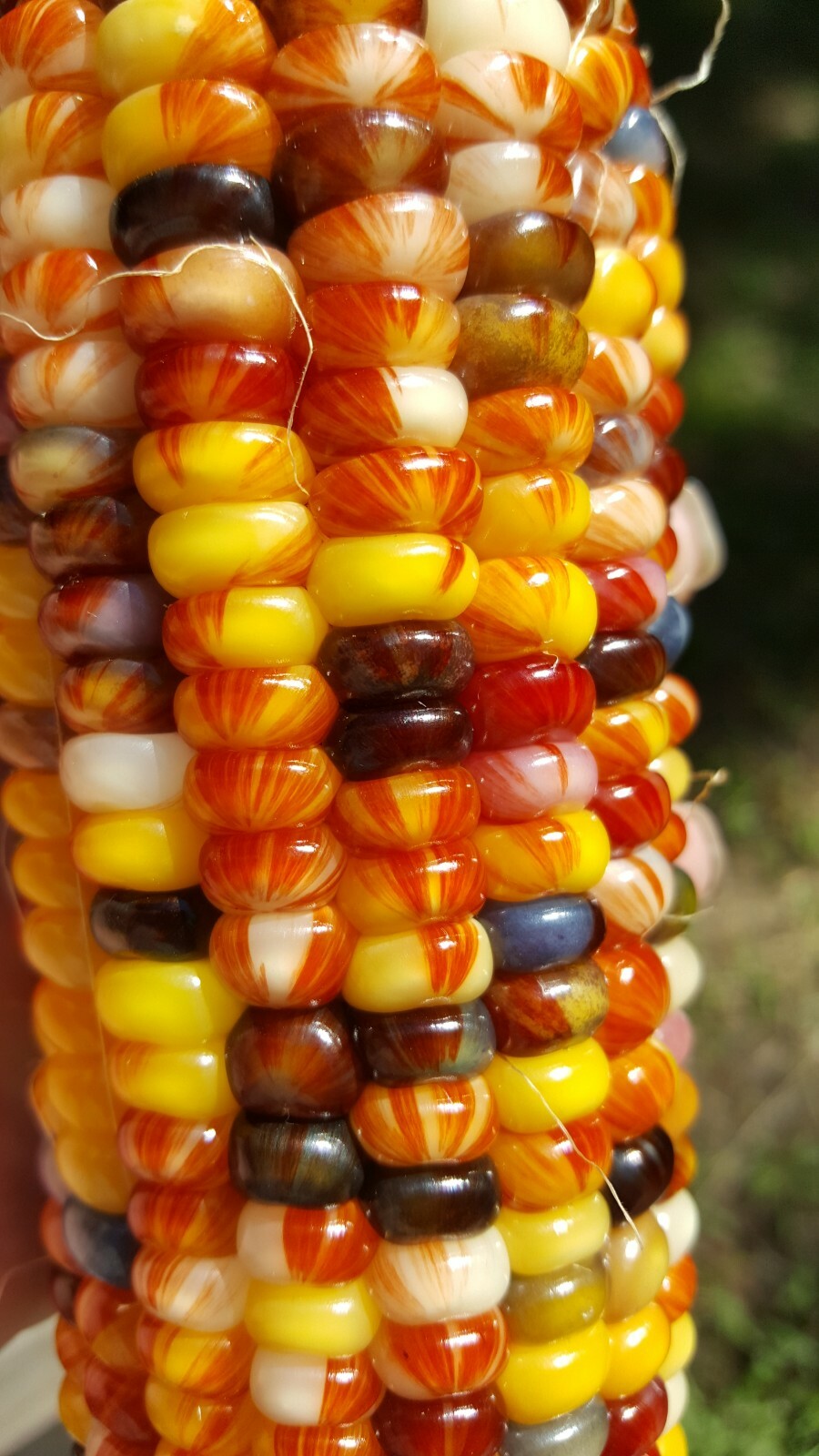 Rare Giant Indian Corn Seeds X50!Colorful Massive Ears!Ornamental! Easy To Grow!