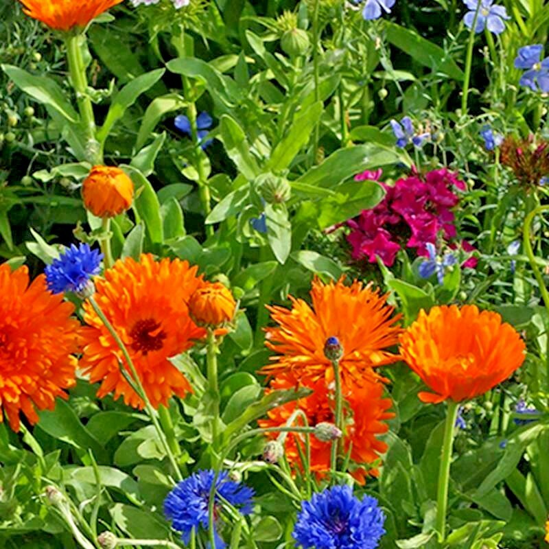 2001+Tall NATIVE WILDFLOWER MIX Seeds 19 Flowering Annuals Cut Flowers Fast Easy