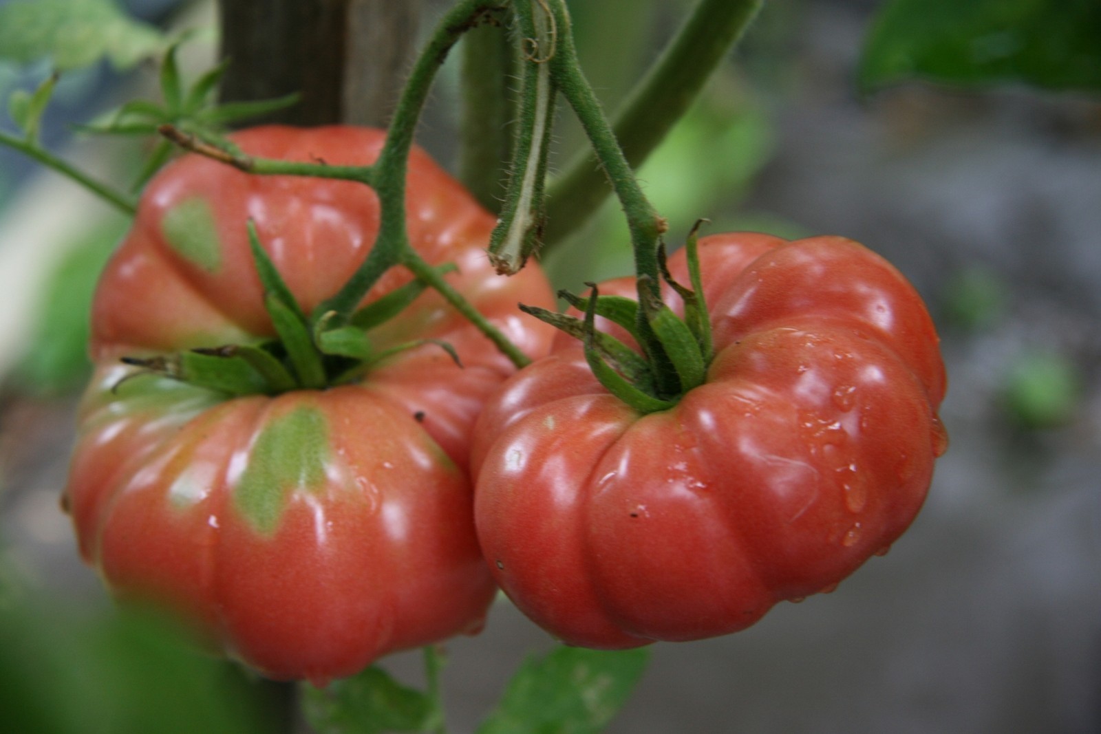 Giant Belgium Tomato Seeds- Heirloom- 75+ 2019 Seeds $1.69 Max Shipping/order