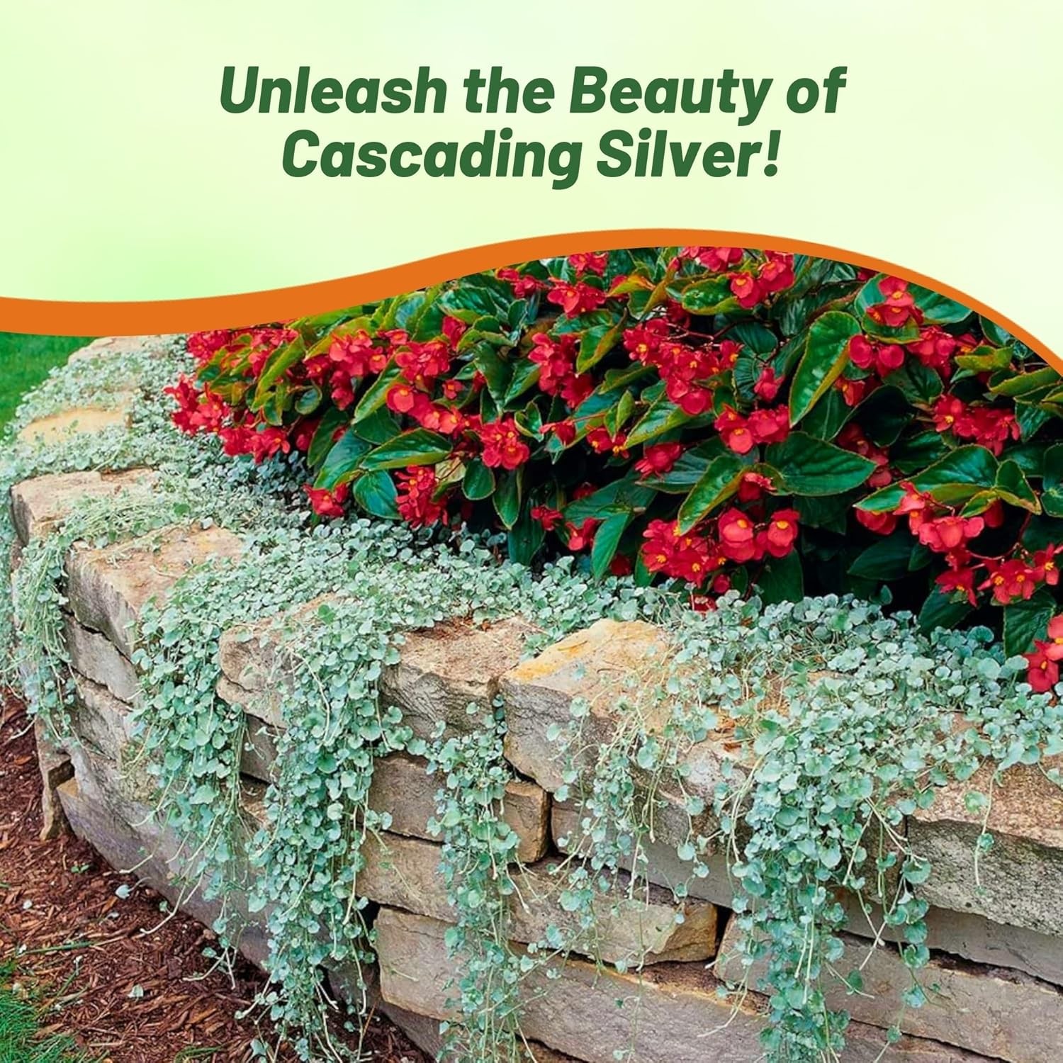 15 Seeds Dichondra Seeds Heat & Drought Tolerant Silver Falls Ground Cover