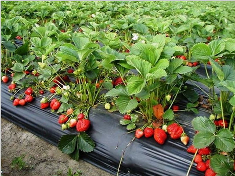 20 Seascape Strawberry Everbearing Bare Roots – Fragaria x ananassa