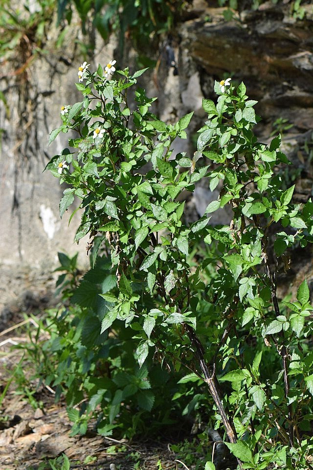 Bidens pilosa | Spanish Needle | 75 Seeds