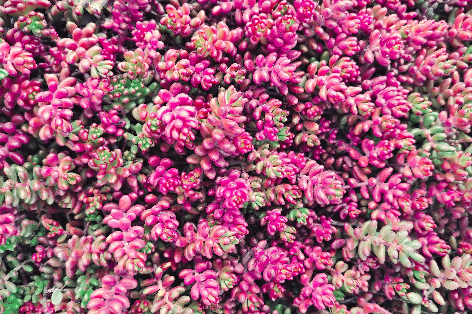 150 MIXED SEDUM Stonecrop Succulent Groundcover Red Pink Purple + Flower Seeds