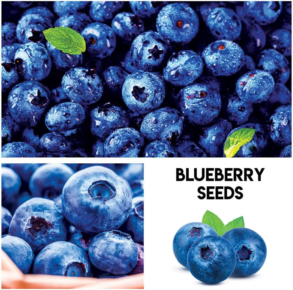 Fruit Garden Seeds Kit – Elderberry, Blueberry, Raspberry, Strawberry, Mulberry