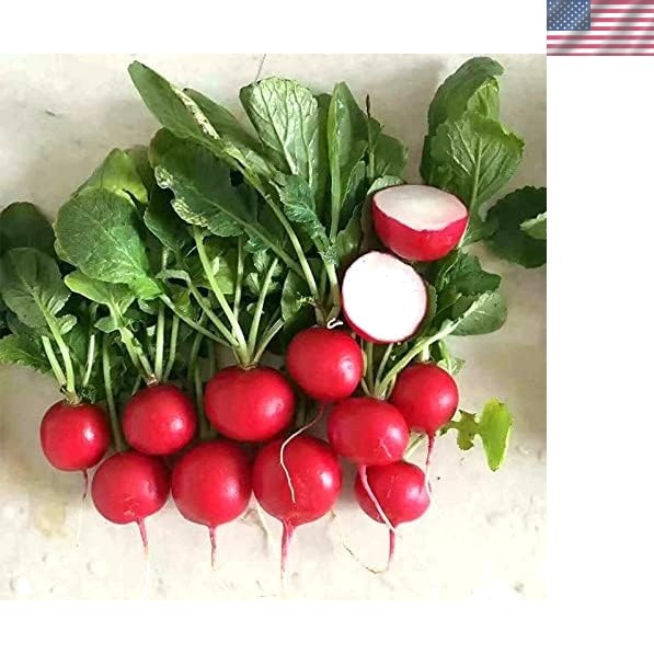 Vibrant Cherry Belle Radish Seeds – 500 Count Non-GMO for Fast Kitchen Delights