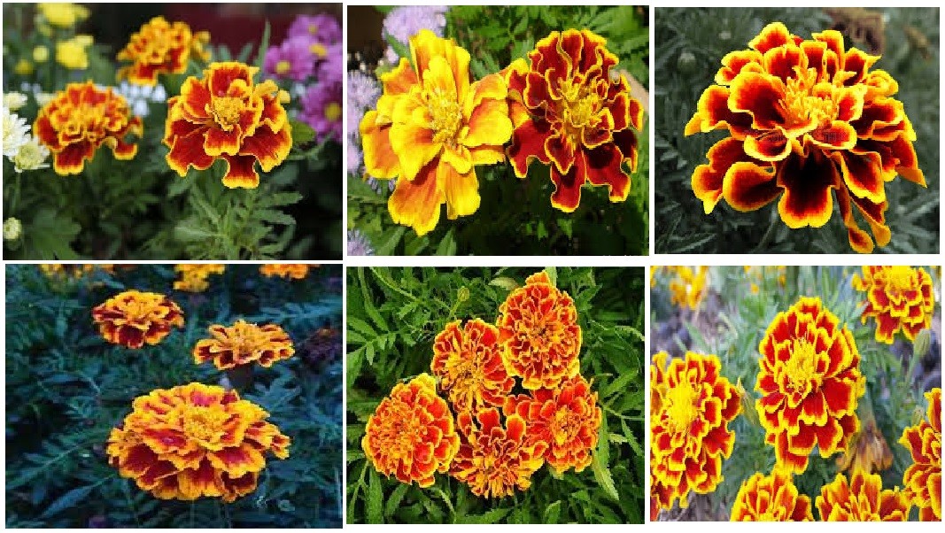 Beautiful Red Orange Yellow Striped Marigold Flowers Over 25 + Seeds USA Seller